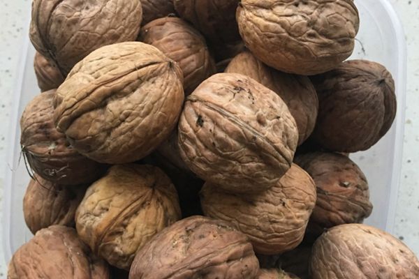 orzechy-wloskie-nieluskane-duze-22397CCA295-F431-A945-B22A-04F7BA6F25B6.jpg