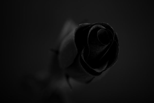 black-rose315C1D14-009D-89C3-4203-1AD0A0930356.jpg